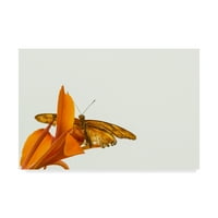Védjegy Képzőművészet „A narancssárga csókja” vászon művészete, Chris Moyer