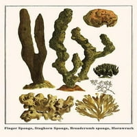 Isodycta, quatsinoensis, Axinella, Oceanapia, Halichondria oanicea, Flustra Foliacea Plakát nyomtatás Albertus Seba