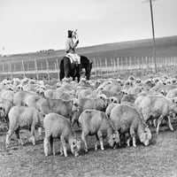 Békehadtest: Uruguay. Na Pásztor Lóháton Uruguay Az Ő Nyája. Fénykép, C1965. Poszter nyomtatás