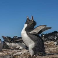 Bleaker Island Rockhopper pingvin hívja Cathy-Gordon Illg